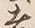 𡨸言