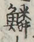 位置 確認된 鱗