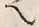 “也”字