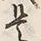 𡨸是
