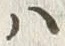 文字 ユ