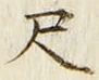 字尺