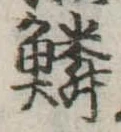 位置 確認된 鱗