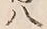 “八”字