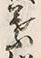 文字葉