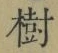 「樹」字