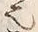 “也”字