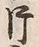 「片」字