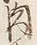𡨸又
