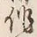𡨸専