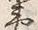 Character 蝦