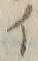 “ラ”字