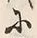 Character 及