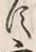 字寔