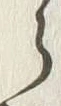 文字 酒