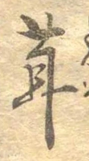 位置定マレル茸