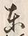 Character 蝦