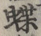 位置定マレル蝶