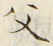 “父”字