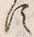 𡨸草