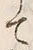 字標