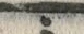 字爰