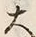 𡨸大