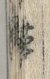 「帯」字