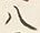 “八”字