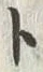 “渡”字