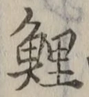 Character 鯉
