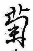 已定位菊