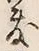 𡨸座