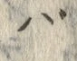 字バ