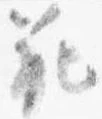 Đã định vị 範