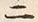 字二