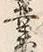 字業
