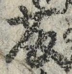 “藤”字