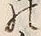 字家