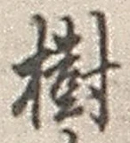 「樹」字