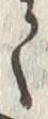 字和