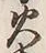 𡨸火