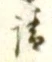 𡨸請
