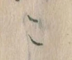 位置定マレルこ