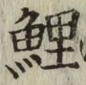 文字鯉