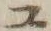 “チ”字