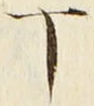 文字丁
