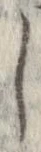 Đã định vị 𛁅