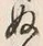 字尋