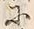 文字 苅